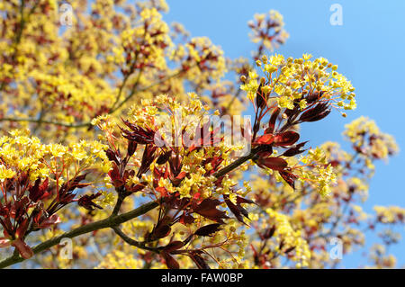 Acer Platanoides 'Goldsworth Purple' in Blüte Stockfoto