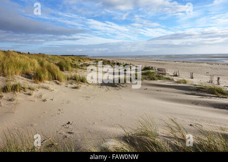 Strandhafer wächst auf den Dünen am Strand in der Nähe von Nieblum auf Föhr-Insel (Schleswig-Holstein), Deutschland, 17. November 2015. Foto: Jens Kalaene - kein Draht-Dienst- Stockfoto