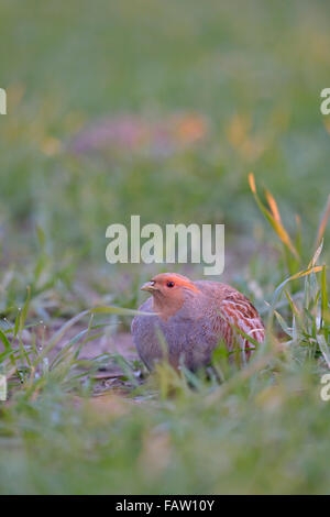 Rebhuhn ( Perdix perdix ) versteckt sich im Winterweizen im ersten Morgenlicht, Wildtiere, Europa. Stockfoto