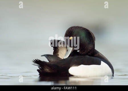 Reiherenten / Reiherente (Aythya Fuligula) putzen ihre Zucht-Kleid. Stockfoto