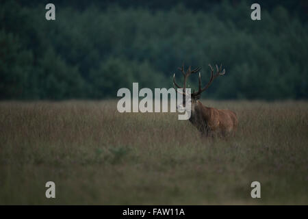 Rothirsch / Rothirsch (Cervus Elaphus) in natürlicher Umgebung in der Dämmerung. Stockfoto