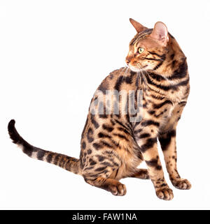 Männlich Bengal Katze sitzend und Wegsehen auf weißem Hintergrund isoliert Model Release: Nein Property Release: Nein. Stockfoto