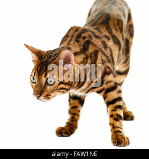 Männlich Bengal Katze Portrait auf weißem Hintergrund isoliert Model Release: Nein Property Release: Nein. Stockfoto