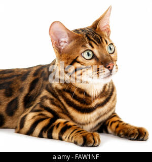 Männlich Bengal Katze Portrait auf weißem Hintergrund isoliert Model Release: Nein Property Release: Nein. Stockfoto