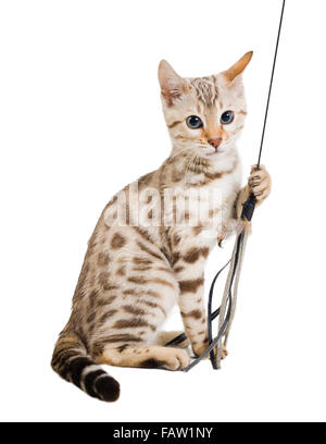 Cute white Bengal Katze Kätzchen zieht ein String auf weißem Hintergrund Model Release: Ja. Property Release: Nein. Stockfoto