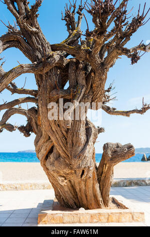 Schönen alten Baum am Strand in Insel Ibiza, Balearen, Spanien, Europa Stockfoto