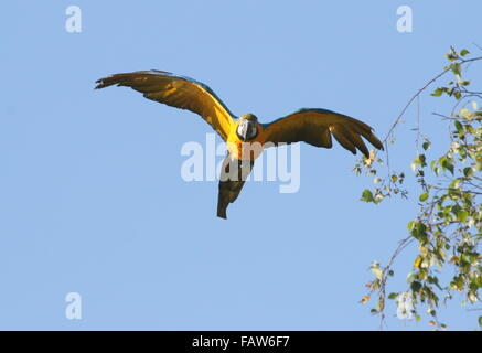 South American blau und gelb Aras (Ara Ararauna) im Flug auch bekannt als blau und Gold Ara Stockfoto