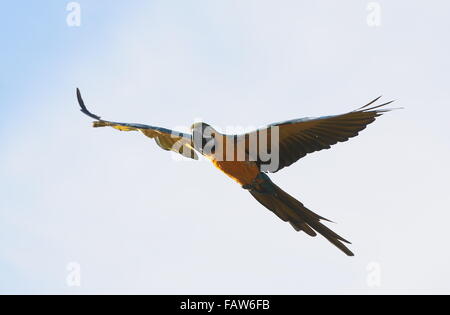 South American blau und gelb Aras (Ara Ararauna) im Flug auch bekannt als blau und Gold Ara Stockfoto