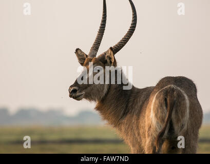 Ein Höhenplan von einer großen männlichen Wasserbock (Kobus Ellipsiprymnus), Chobe Nationalpark, Botswana Stockfoto