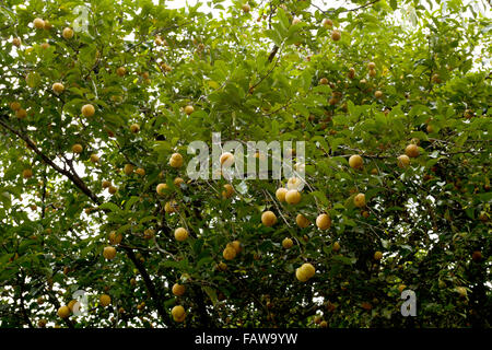 Rohe Muskatnuss hängen Muskatnuss Baum, Nord-Sulawesi, Indonesien Stockfoto