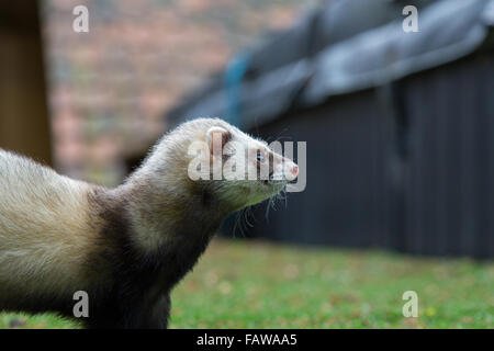 Männlichen inländischen Frettchen "Mustela Putorius Furo" Stockfoto