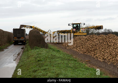 Zuckerrüben verladen Lkw, Shottisham, Suffolk, UK. Stockfoto