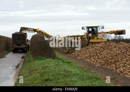 Zuckerrüben verladen Lkw, Shottisham, Suffolk, UK. Stockfoto