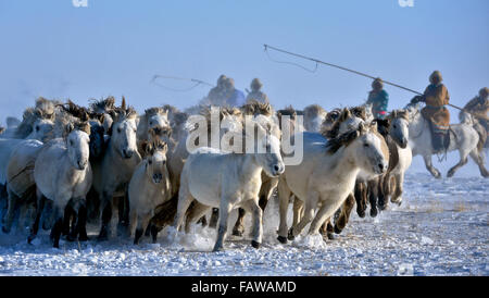 West Ujimqin-Banner, Chinas autonomen Region Innere Mongolei. 5. Januar 2016. Hirten lasso Pferde im Westen Ujimqin-Banner, Nord-China autonomen Region Innere Mongolei, 5. Januar 2016. Bildnachweis: Ren Junchuan/Xinhua/Alamy Live-Nachrichten Stockfoto