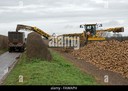 Zuckerrüben verladen Lkw UK Stockfoto