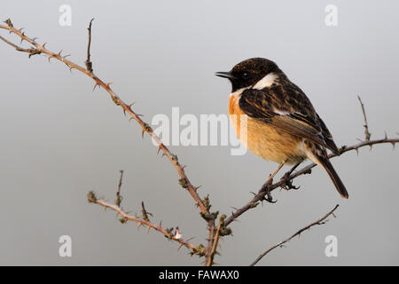 Schöne männliche Europäische Schwarzkehlchen / Schwarzkehlchen (Saxicola Torquata) auf Blackberry Ranken im letzten Licht thront. Stockfoto