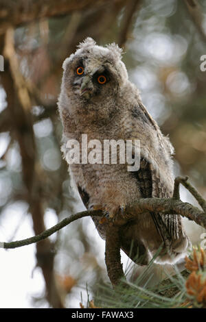 Lustige junge Waldohreule / Waldohreule (Asio Otus) thront auf einem Baum schaut an den Fotografen. Stockfoto