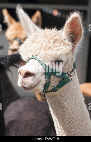 Alpakas in Ellingham & Ringwood Agricultural Society Annual Show im Somerley Park, Ellingham, Ringwood, Hampshire im August Stockfoto