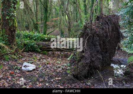 County Limerick, Irland. 5. Janjuary, 2016. Baumstumpf von umgestürzten Baum von starken Winden. Bildnachweis: Stephen Power/Alamy Live-Nachrichten Stockfoto