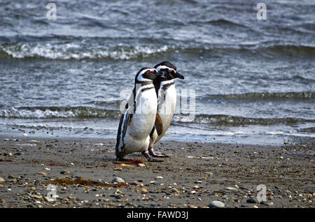 Magellan-Pinguine, Sphenicus Magallanicus, Seno Otway, Preserve, Patagonien, Chile Stockfoto