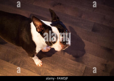 Eine unsicher Boston Terrier. Stockfoto