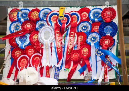 Rosetten in Ellingham & Ringwood Agricultural Society Annual Show im Somerley Park, Ellingham, Ringwood, Hampshire im August Stockfoto