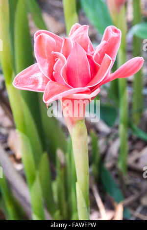 rote Lampe Ingwer, Etlingera Elatior Blumen Familie Zingiberaceae. Stockfoto