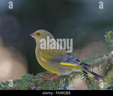 Grünfink (Chloris Chloris) ist ein kleiner Singvogel Vogel in der Familie Fink. Stockfoto