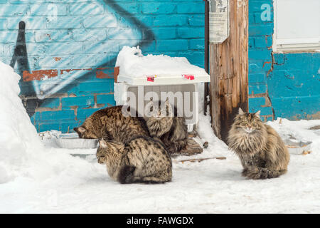 Hungrigen streunende Katzen Essen in einer Gasse, voller Schnee, im Winter. Stockfoto