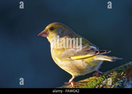 Grünfink (Chloris Chloris) ist ein kleiner Singvogel Vogel in der Familie Fink. Stockfoto
