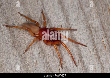 Assel-Spinne, Assel-Hunter, Sowbug Jäger, Großer Asseljäger, Asselspinne, Dysdera Crocata, Dysdera Rubicunda Stockfoto