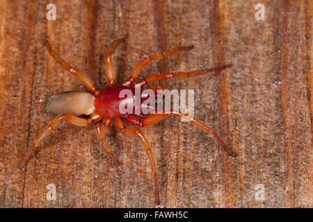 Assel-Spinne, Assel-Hunter, Sowbug Jäger, Großer Asseljäger, Asselspinne, Dysdera Crocata, Dysdera Rubicunda Stockfoto