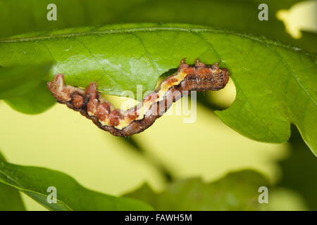 Fleckige Umber, Raupe, Großer Frostspanner, Raupe, Erannis Defoliaria, Phalaena Defoliaria Hybernia Defoliaria Stockfoto