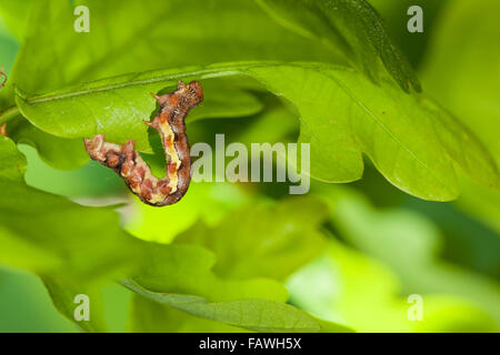 Fleckige Umber, Raupe, Großer Frostspanner, Raupe, Erannis Defoliaria, Phalaena Defoliaria Hybernia Defoliaria Stockfoto