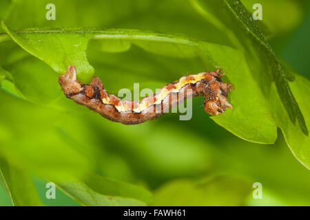 Fleckige Umber, Raupe, Großer Frostspanner, Raupe, Erannis Defoliaria, Phalaena Defoliaria Hybernia Defoliaria Stockfoto