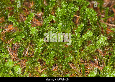 Großen Shaggy-Moos, Shaggy Moos, rauen Hals Moss, Katze Tail Moss, Großes Kranzmoos, Rhytidiadelphus Triquetrus elektrifiziert Stockfoto