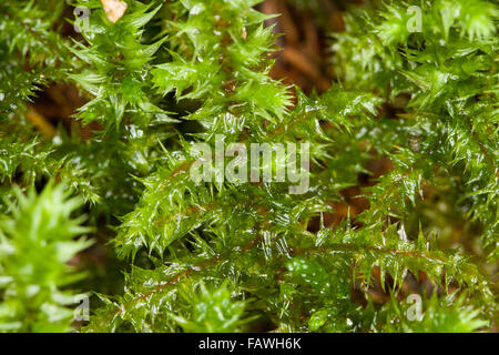 Großen Shaggy-Moos, Shaggy Moos, rauen Hals Moss, Katze Tail Moss, Großes Kranzmoos, Rhytidiadelphus Triquetrus elektrifiziert Stockfoto