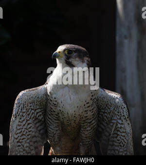 Perigrine Falken hautnah Stockfoto