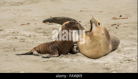 Sea Lion geben ihren Welpen einige Zuneigung, Neuseeland Stockfoto