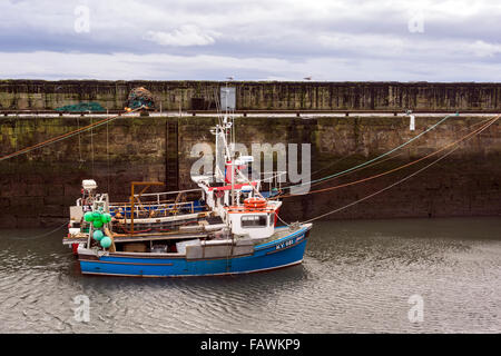 Angelboote/Fischerboote vertäut im Inneren der Hafenmauer in Pittenweem auf der Küste von Fife, Schottland Stockfoto