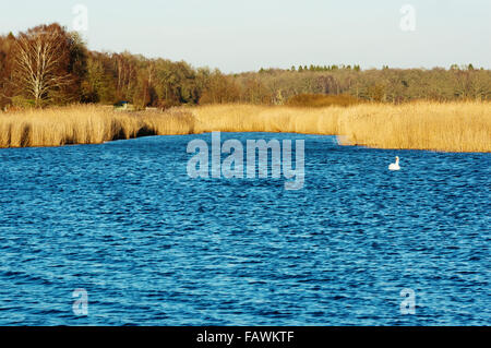 Ein Höckerschwan schwimmt in der Bucht, umgeben von Schilf entlang. Wald im Hintergrund und Kopie Raum im Wasser. Ende Dezember in Jarnavik b Stockfoto