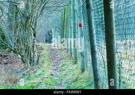 Ein schmaler Pfad in einem Naturschutzgebiet außerhalb einer Wildlife-Zaun. Ein Wanderweg ist mit roten Punkten auf den Zaun Polen abgesteckt. Spät Stockfoto