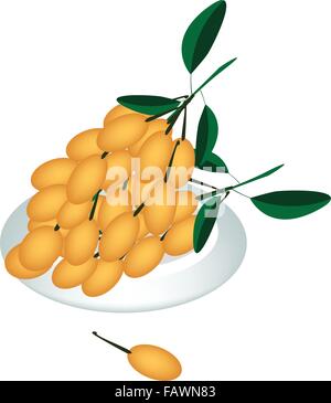 Frisches Obst, eine Illustration der gelbe frische birmanischen Trauben oder Baccaurea Ramiflora und grüne Blätter mit einem Bündel an einem schönen Stock Vektor