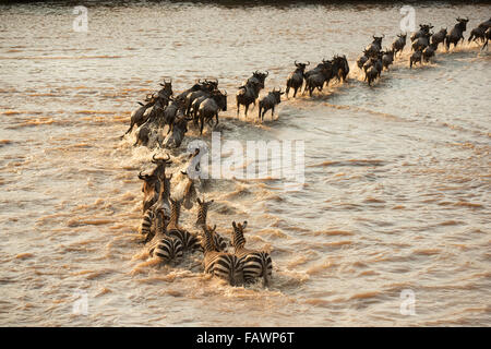 Gemischte Gruppe (Equus Quagga) Zebras und Gnus (Connochaetes Taurinus) über den überfluteten Mara Fluss im Serengeti Nationalpark; Tansania Stockfoto