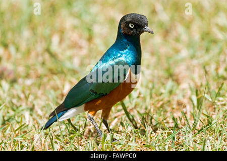 Superb Starling (Glanzstare Superbus), Ol Pejeta Conservancy, Kenia Stockfoto