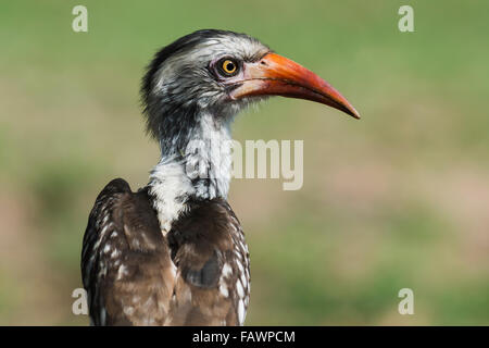 Nördlichen rot-billed Hornbill (Tockus Erythrorhynchus), Chitwa Chitwa, Sabi Sands Game Reserve, Mpumalanga, Südafrika Stockfoto