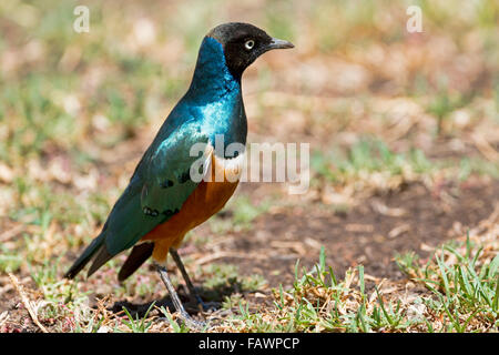 Superb Starling (Glanzstare Superbus), Ol Pejeta Conservancy, Kenia Stockfoto