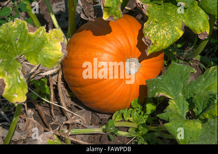 Hokkaido-Kürbis, rote Hokkaido (Cucurbita Maxima) wächst, pflanzliche Anbaugebiet in Höfles in der Nähe von Nürnberg, Mittelfranken Stockfoto