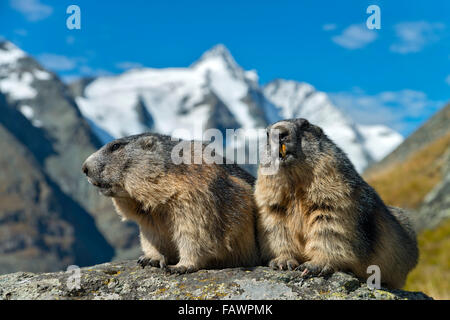 Alpine Murmeltiere (Marmota Marmota), Grossglockner hinter, Kaiser-Franz-Josefs-Höhe, Nationalpark Hohe Tauern, Kärnten, Österreich Stockfoto