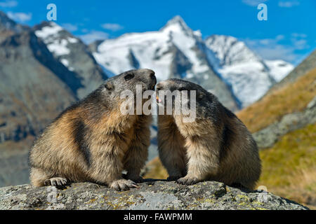 Alpine Murmeltiere (Marmota Marmota), Grossglockner hinter, Kaiser-Franz-Josefs-Höhe, Nationalpark Hohe Tauern, Kärnten, Österreich Stockfoto